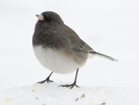 Dark eyed Junco Slate colored